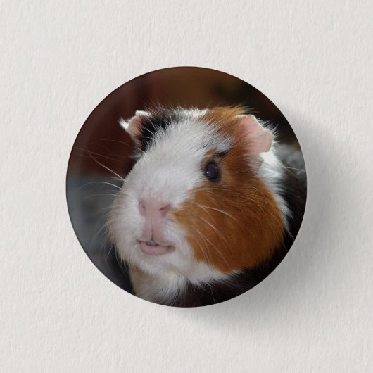 Funny, Tricolor, sanfte Guinea Schweinefass Button (Vorderseite)