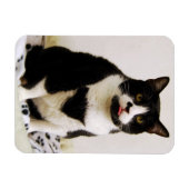 Funny Tuxedo Cat Magnet (Horizontal)