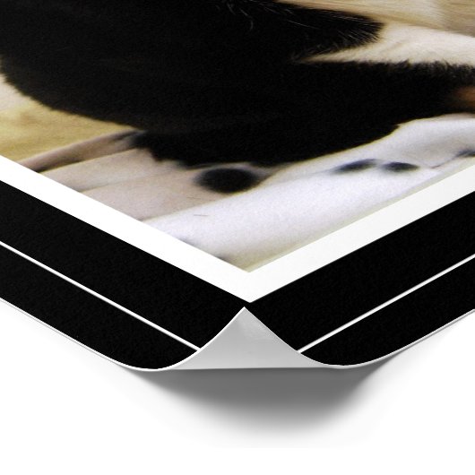 Funny Tuxedo Cat Poster (Ecke)