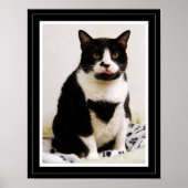 Funny Tuxedo Cat Poster (Vorne)