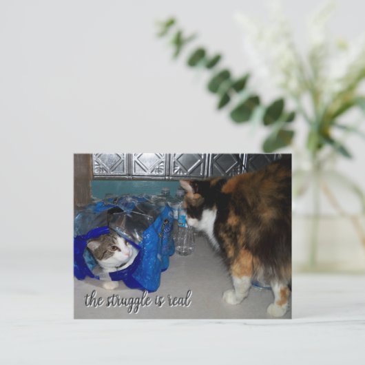 Funny Two Cats Foto "ein echter Kampf" Postkarte (Stehend Vorderseite)