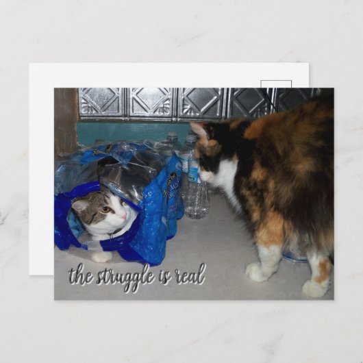 Funny Two Cats Foto "ein echter Kampf" Postkarte (Vorne/Hinten)