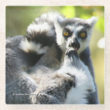 Funny überraschend Lemurs von Madagaskar