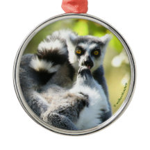 Funny überraschend Lemurs von Madagaskar