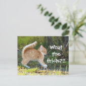 Funny Überraschte Katze. Was für ein Fregal? Postkarte (Stehend Vorderseite)