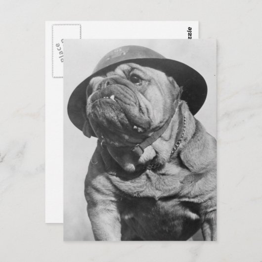 Funny Vintag Dog Wear Militärhelm Postkarte (Vorne/Hinten)