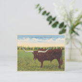 Funny Vintag Longhorn Steer Postkarte (Stehend Vorderseite)