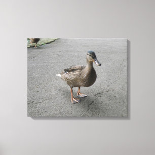 Funny Waddling Duck Canvas Print Leinwanddruck