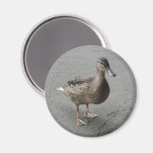 Funny Waddling Duck Magnet (Vorderseite/Rückseite)