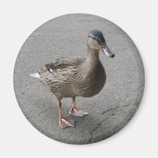 Funny Waddling Duck Magnet (Vorne)