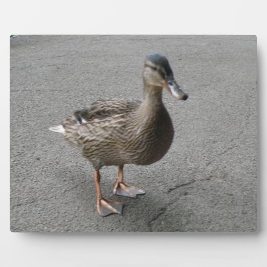 Funny Waddling Duck Plaque Fotoplatte (Vorderseite)