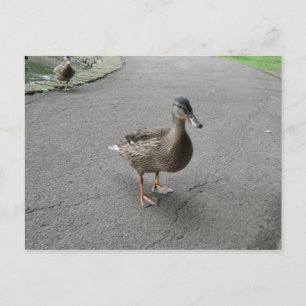 Funny Waddling Duck Postcard Postkarte