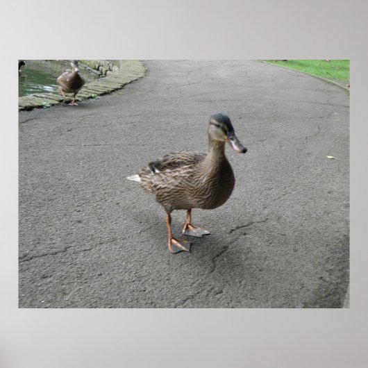 Funny Waddling Duck Print Poster (Vorne)