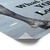 Funny, was guckst du dir an? Bull Bison Poster (Ecke)