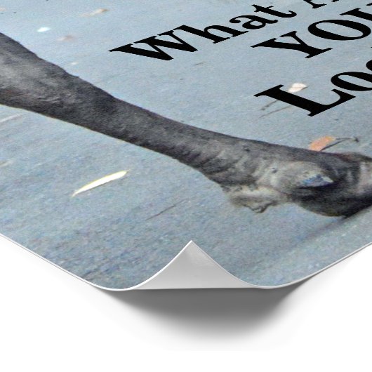 Funny, was guckst du dir an? Bull Bison Poster (Ecke)