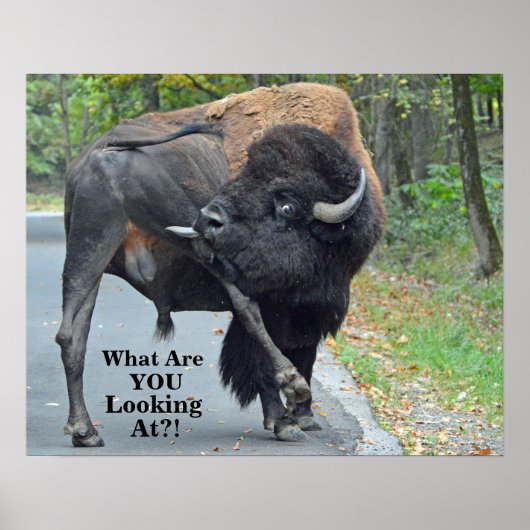 Funny, was guckst du dir an? Bull Bison Poster (Vorne)