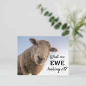 Funny, was wir uns die Schafe anschauen Postkarte (Stehend Vorderseite)