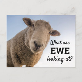 Funny, was wir uns die Schafe anschauen Postkarte