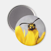 Funny Wasp Buttons Magnet (Vorderseite/Rückseite)