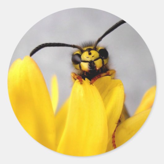 Funny Wasp Runder Aufkleber (Vorderseite)