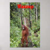 Funny Wazzup mit Krista Orangutan Poster (Vorne)