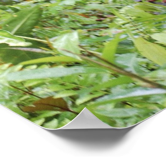 Funny Wazzup mit Krista Orangutan Poster (Ecke)