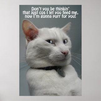Funny White Cat Spaß Pet-Lover's Poster