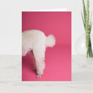 Funny White Poodle Geburtstagskarte Karte