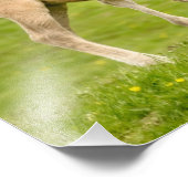 Funny Wild Konik Pferde Foals Playing Together Fotodruck (Ecke)