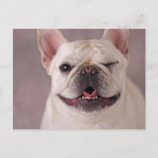 Funny winde Hund French Bulldog Postkarte (Vorderseite)