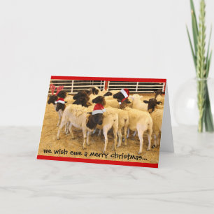 Funny, Wish Ewe ein frohes Weihnachtsfest, kein Bu Feiertagskarte