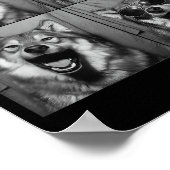 Funny Wolf Photo Booth Sungles Dog  Poster (Ecke)