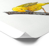 Funny Yellow Warbler Art Print Poster (Ecke)
