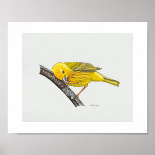 Funny Yellow Warbler Art Print Poster