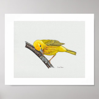 Funny Yellow Warbler Art Print Poster