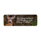 Funny Young Blacktail Deer lächelt bei Fotograf (Vorne)