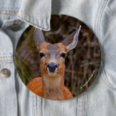 Funny Young Blacktail Deer lächelt bei Fotograf Button (Beispiel)