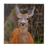 Funny Young Blacktail Deer lächelt bei Fotograf Fliese (Vorderseite)