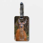 Funny Young Blacktail Deer lächelt bei Fotograf Gepäckanhänger (Rückseite vertikal)