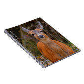 Funny Young Blacktail Deer lächelt bei Fotograf Notizblock (Rechte Seite)