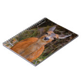 Funny Young Blacktail Deer lächelt bei Fotograf Notizblock (Linke Seite)