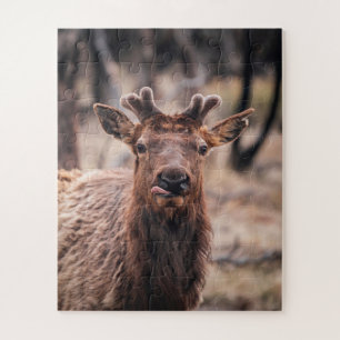 Funny Young Bull Elk Wild Animal Puzzle