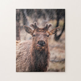 Funny Young Bull Elk Wild Animal Puzzle