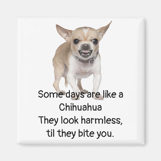 Funny Zitat über das Leben mit Chihuahua Dog Magnet (Vorne)