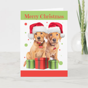 Für alle frohe Weihnachten zwei Labrador Welpen