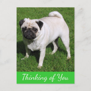Für Dich gedachte Postkarte mit Mops-Welpen-Hund