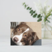 Für die Liebe von Aussie! Postkarte (Stehend Vorderseite)