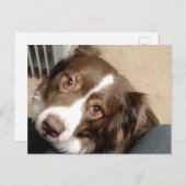 Für die Liebe von Aussie! Postkarte (Vorne/Hinten)
