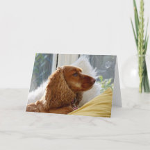 Für die Liebe von Hunden