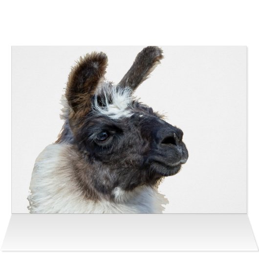 Fur Face (Innenansicht Horizontal (Oben))